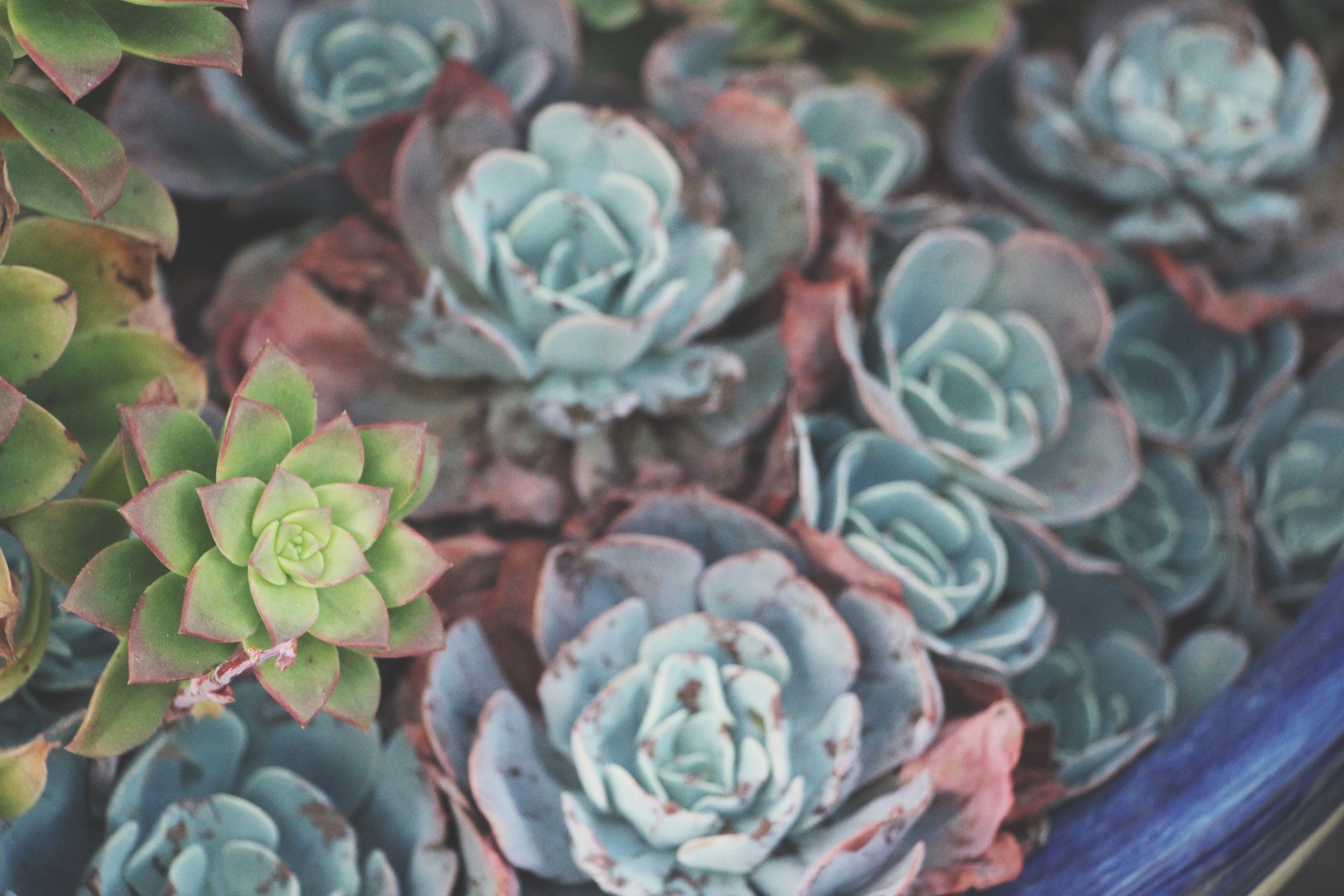 Cacti and Succulents in Old Town, CA via Needles + Leaves